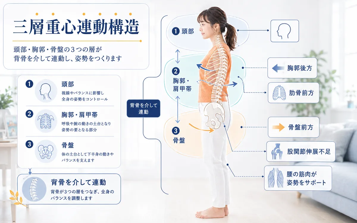 頭部と胸郭と骨盤が背骨を介して補正し合う三層重心連動構造から見た反り腰の図解