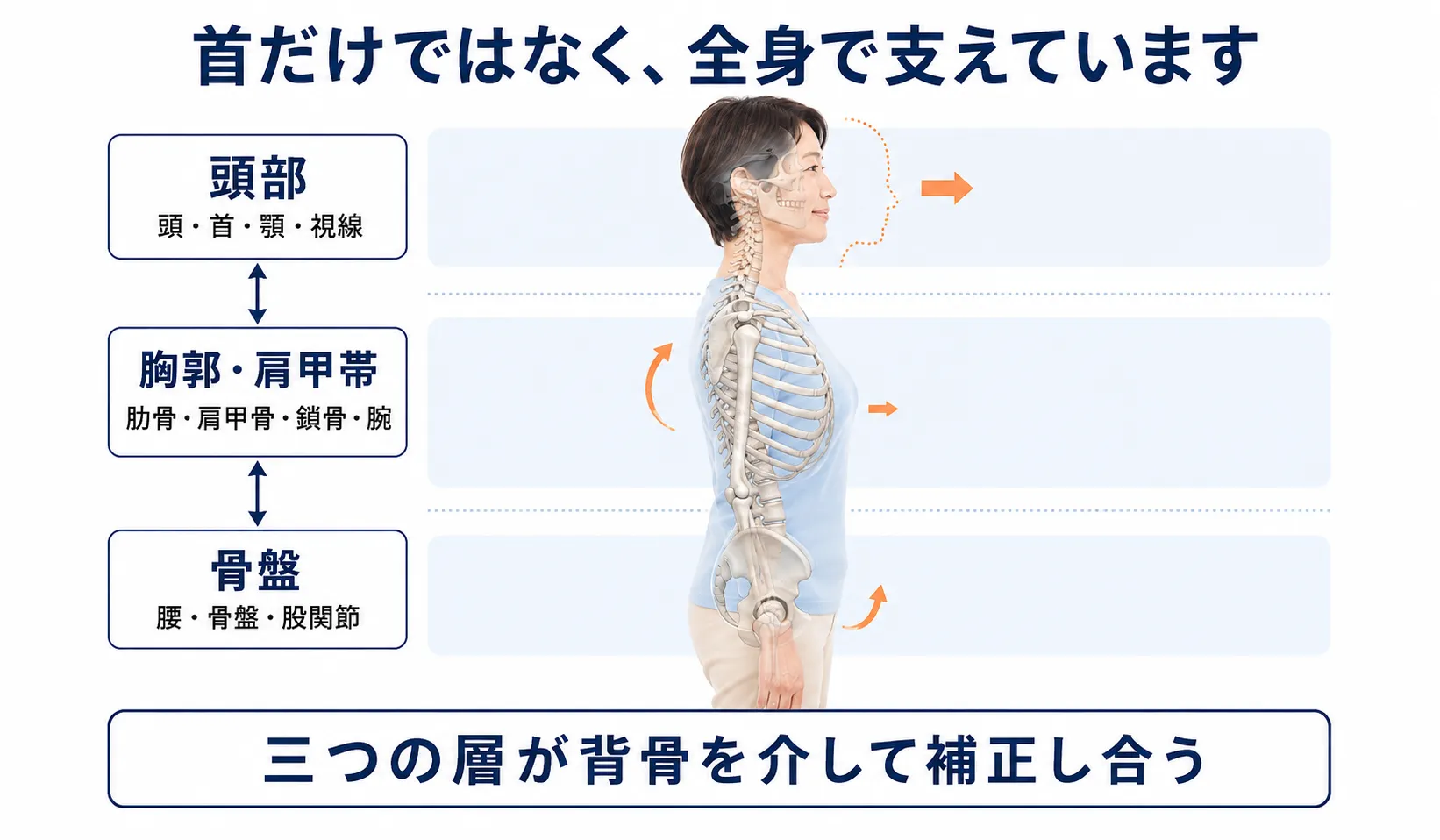 頭部・胸郭肩甲帯・骨盤が背骨を介して連動する三層重心連動構造の図解