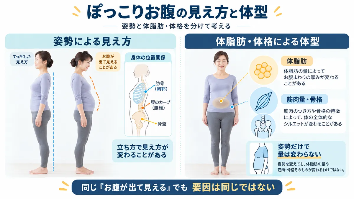 姿勢によるお腹の見え方と体脂肪や体格による体型の違いを比較する図