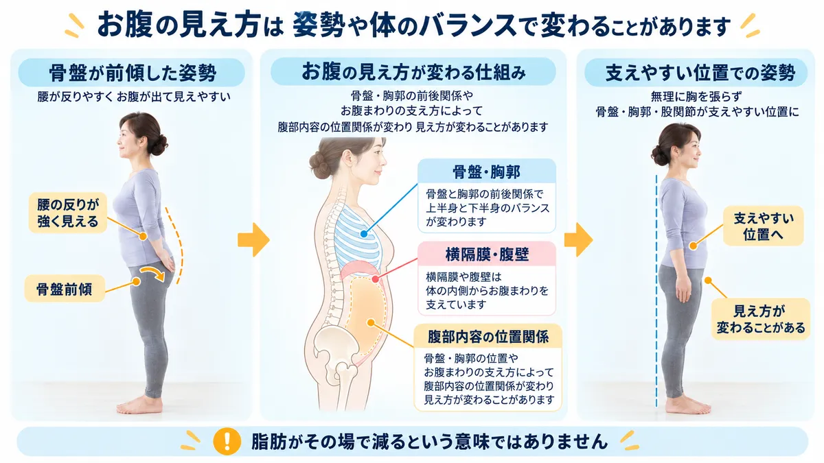 骨盤と胸郭と腹部の位置関係によって下腹の張り出し方が変わる仕組みを示す図